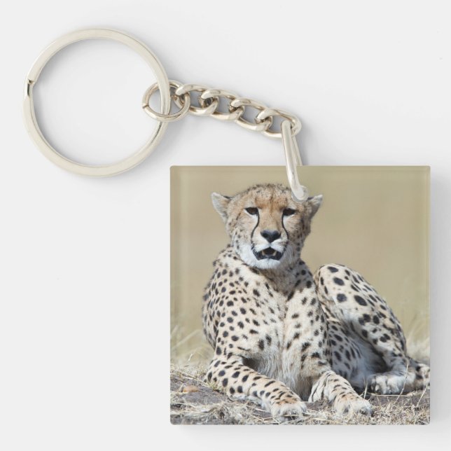 Geparden im Masai Mara im kenianischen Foto Schlüsselanhänger (Vorderseite)