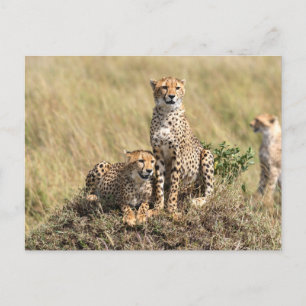 Geparden in der Savanne der Masai Mara Postkarte
