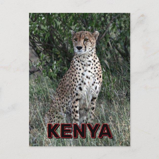 Geparden in Kenia Postkarte (Vorderseite)