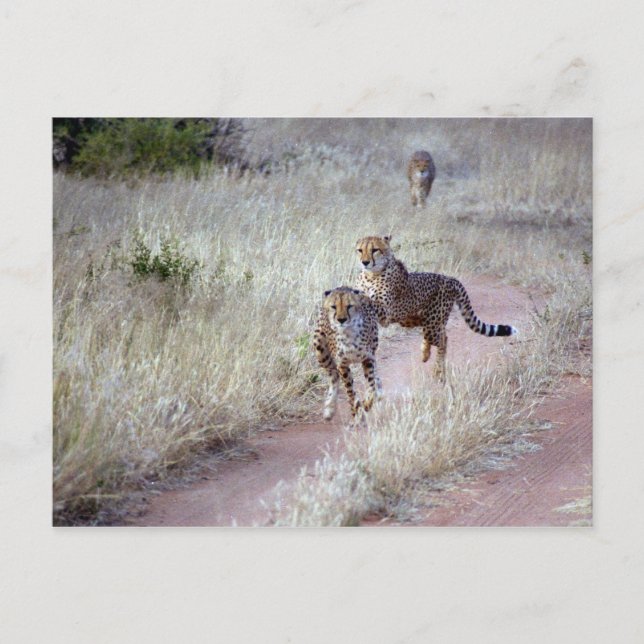 Geparden in Namibia Postkarte (Vorderseite)