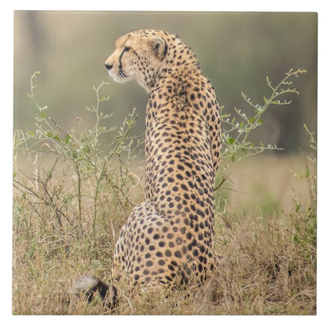 Geparden in naturafrikanischer Umgebung Fliese (Vorderseite)