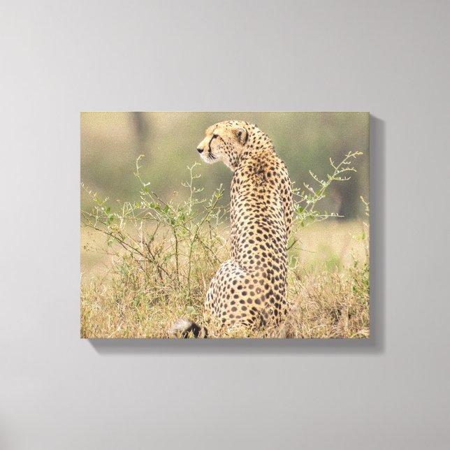 Geparden in naturbelassener Umgebung Leinwanddruck (Vorderseite)