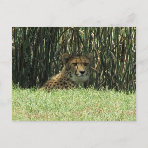 Geparden Postkarte