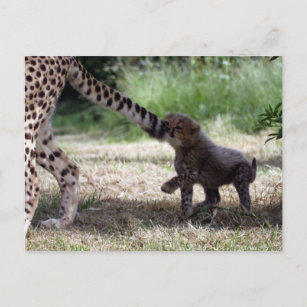 Geparden Postkarte