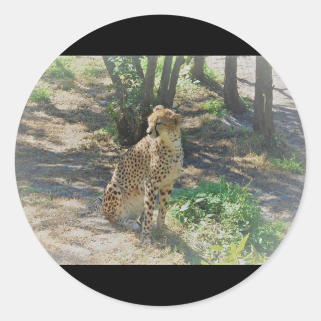 Geparden Runder Aufkleber (Vorderseite)