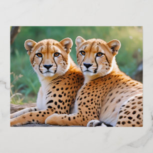 Geparden Tier Natur Wildlife Zuneigung Gekümmert Folien Feiertagspostkarte