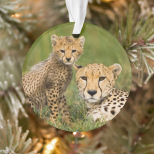 Gepardenjunges und Elternteil im Gras Ornament