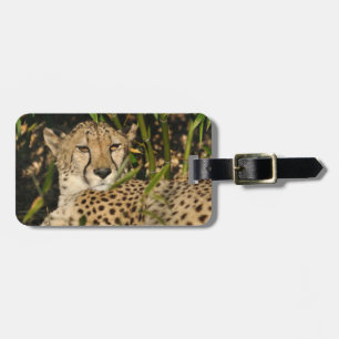 Gepardphotographie Gepäckanhänger