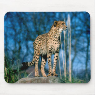 Gepardtier Mousepad