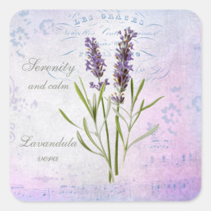 Gepflegte Lavandula Vera Serenität und Ruhe Quadratischer Aufkleber