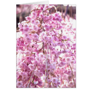 Gepflegte rosa Trauerweide blühender Baum