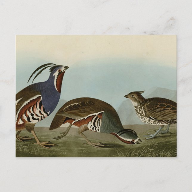 geplumpfte und dickbeinige Partridge Postkarte (Vorderseite)