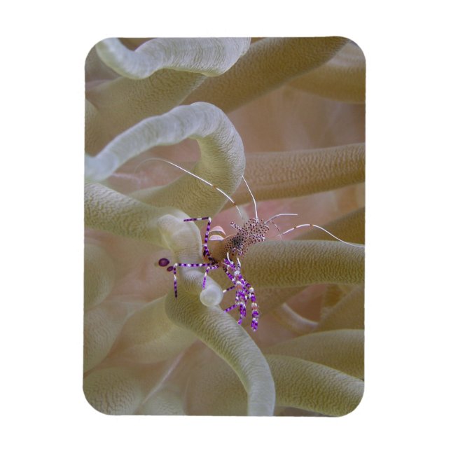 Gepunktet Cleaner Shrimp Magnet (Vertikal)