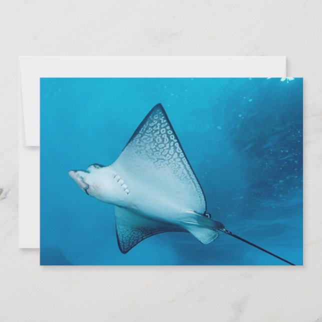 Gepunktet Eagle Ray (Vorderseite)