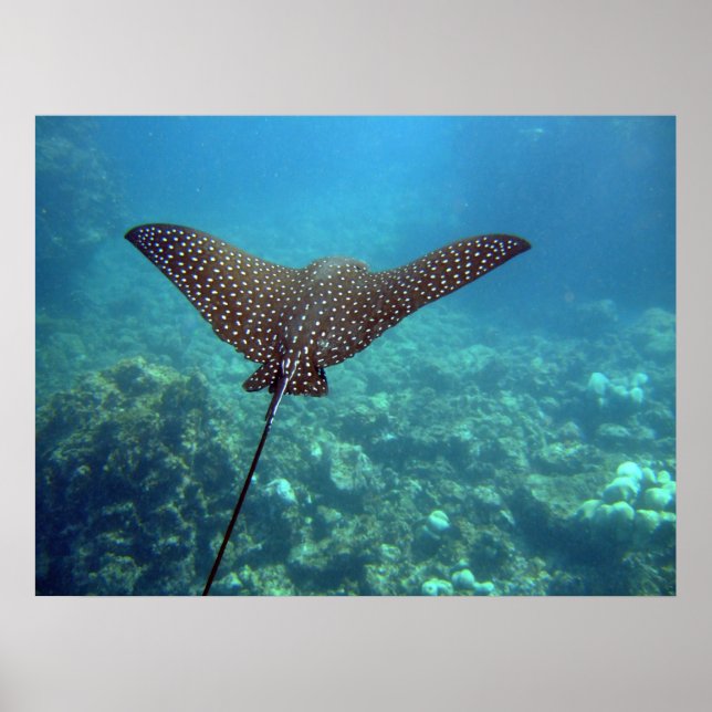 Gepunktet Eagle Ray Poster (Vorne)