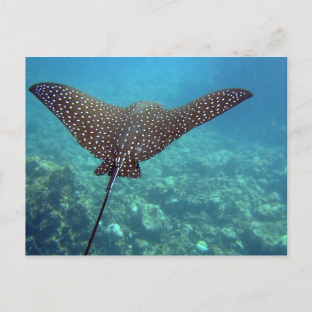 Gepunktet Eagle Ray Postkarte (Vorderseite)
