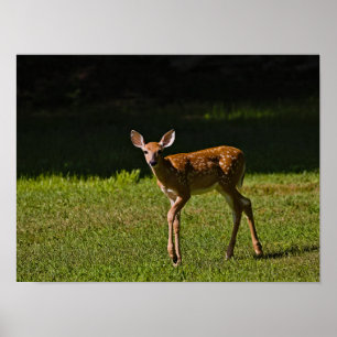 Gepunktet Fawn Poster
