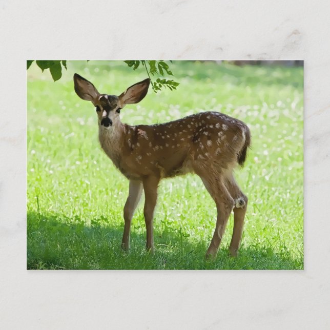 GEPUNKTET FAWN POSTKARTE (Vorderseite)