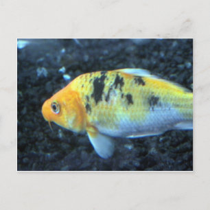 Gepunktet Goldfish Postkarte