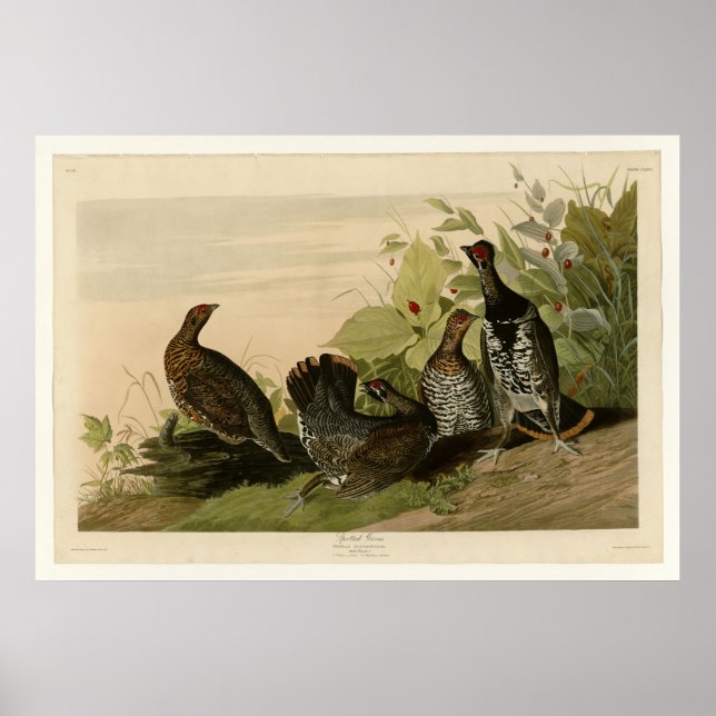 Gepunktet Grous Poster (Vorne)