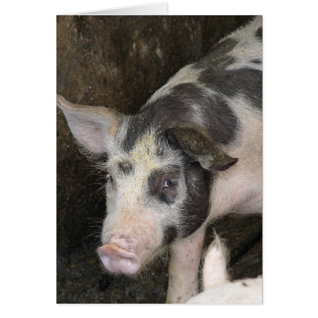 Gepunktet-Hog-Jeden Anlaß (Vorne)