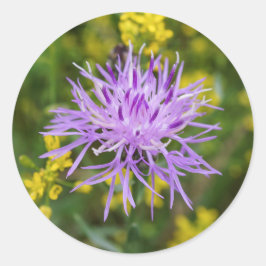 Gepunktet Knapweed Lila Wildblume Rundkleber Runder Aufkleber