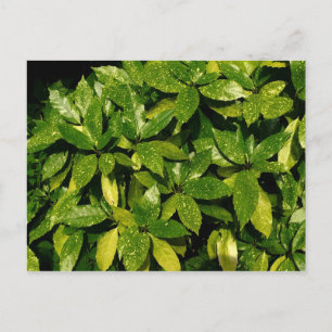 Gepunktet Laurel, Aucuba Japonica Postkarte