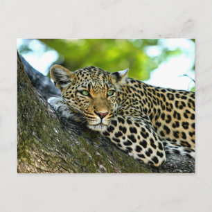 Gepunktet Leopard Postkarte