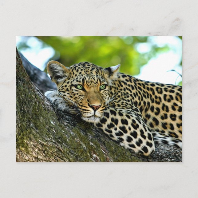 Gepunktet Leopard Postkarte (Vorderseite)