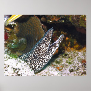Gepunktet Moray Poster