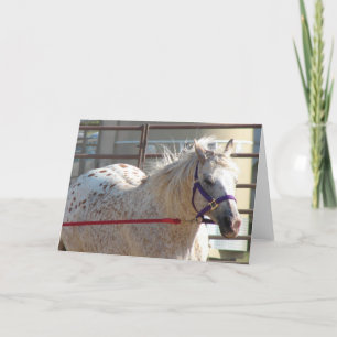 Gepunktet Pony Karte