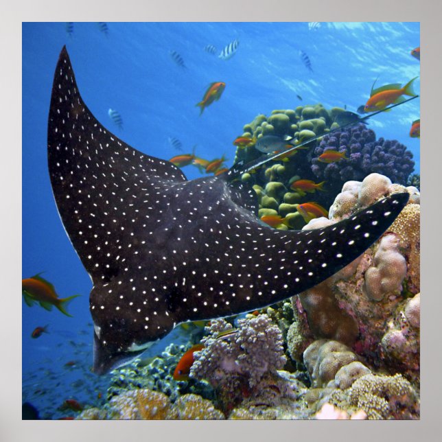 Gepunktet Ray Poster (Vorne)