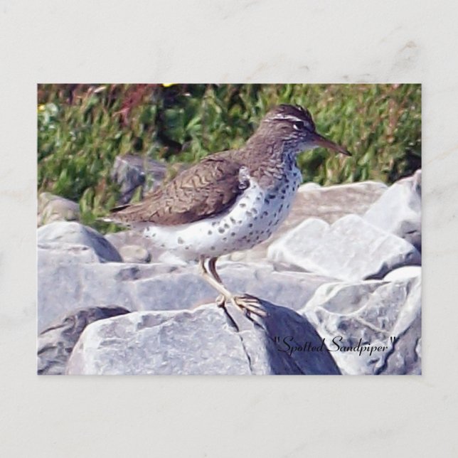 Gepunktet Sandpiper 1 Postkarte (Vorderseite)