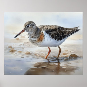 Gepunktet Sandpiper Bird Art Print Poster