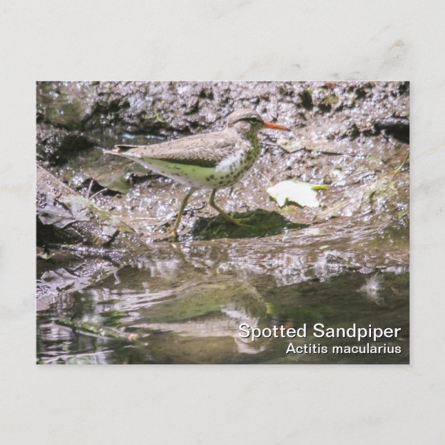 Gepunktet Sandpiper Postkarte (Vorderseite)