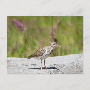 Gepunktet Sandpiper Postkarte