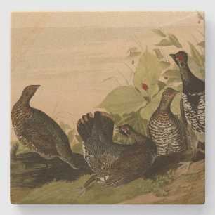 Gepunktet (Spruce) Grouse Audubon's Birds of Ameri Steinuntersetzer