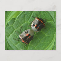 Gepunktet Stink Bugs ~ Postcard