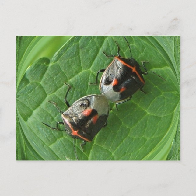 Gepunktet Stink Bugs ~ Postcard Postkarte (Vorderseite)