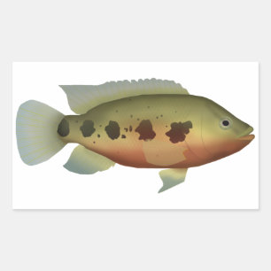 Gepunktet Tilapia Rechteckiger Aufkleber