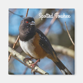 Gepunktet Towhee Magnet