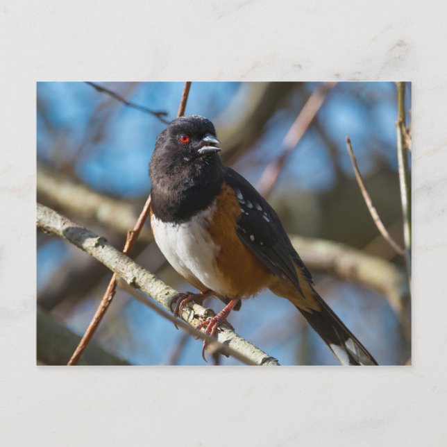 Gepunktet Towhee Postkarte (Vorderseite)