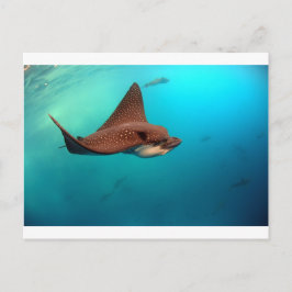 Gepunktete Adlerrochen Galapagos Postkarte