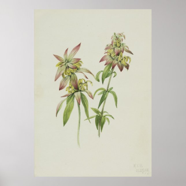 Gepunktete Bienenvölker (Monarda punctata) Poster (Vorne)