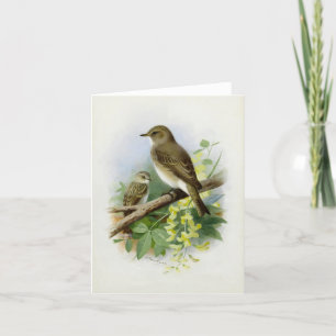 Gepunktete Fliegenfänger, KunstIllustration Feiertagskarte