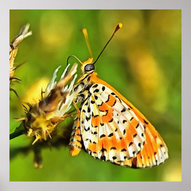 Gepunktete Fritillary Orange und White Butterfly Poster (Vorne)