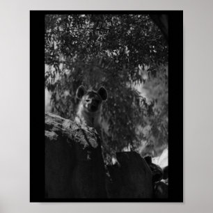Gepunktete Hyena Schwarz-Weiß-Natur-Liebhaber Vale Poster