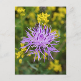 Gepunktete Knapweed Lila Wildblume Postkarte