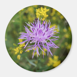 Gepunktete Knapweed Lila Wildblume Runde Magnet