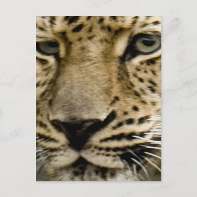 Gepunktete Leopard-Postkarte Postkarte (Vorderseite)